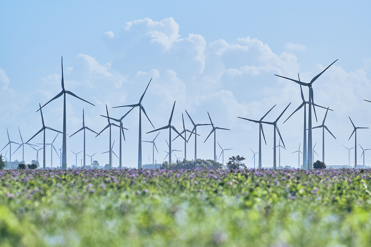 wind-turbines-in-field