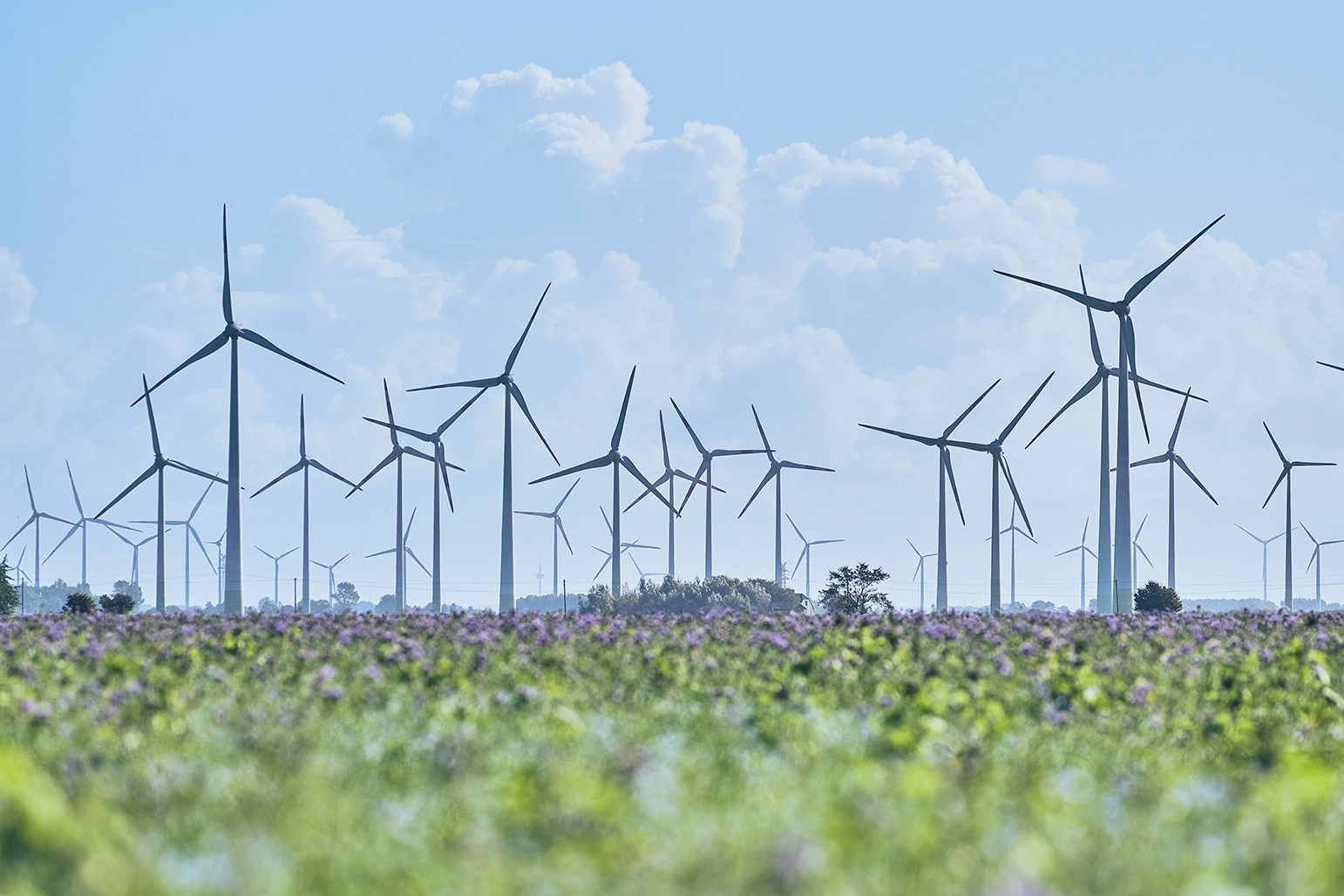 wind turbines in field